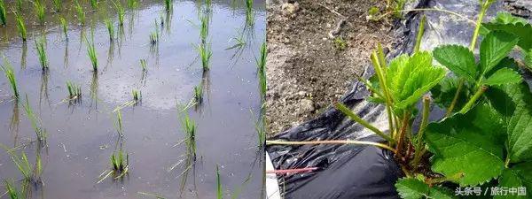 萌萌的日本奈良鹿,奈良鹿长什么样