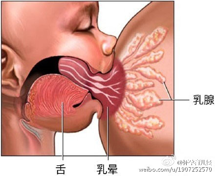 大家有没有下奶的办法啊,没下奶的孕妈妈能吃什么