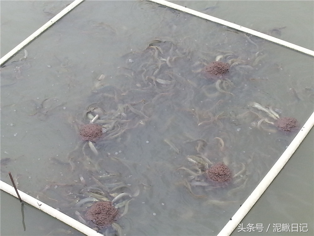 泥鳅养殖哪里好养,泥鳅养殖的十大陷阱