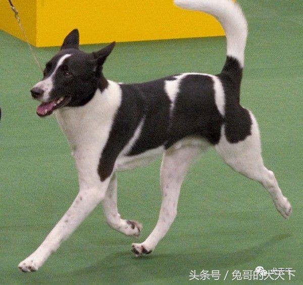 大型迦南犬,你不认识的宠物