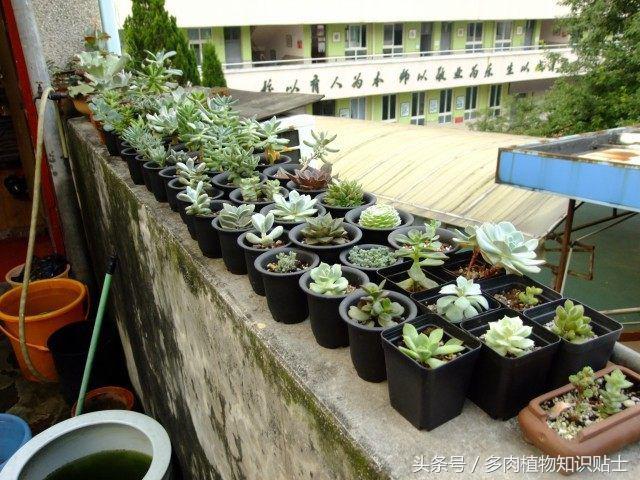 度夏多肉怎么保养,度夏简单的多肉
