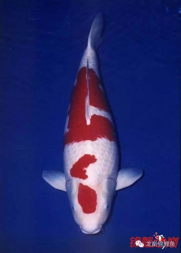 锦鲤鱼池生态过滤,锦鲤底滤缸造景