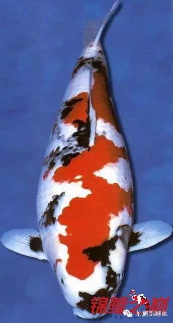 锦鲤鱼池生态过滤,锦鲤底滤缸造景