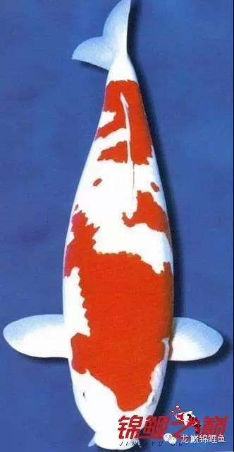 锦鲤鱼池生态过滤,锦鲤底滤缸造景