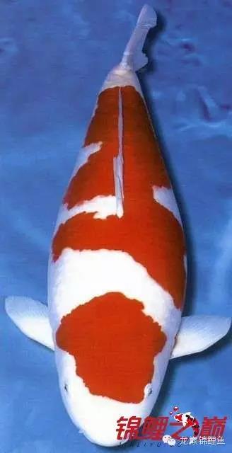 锦鲤鱼池生态过滤,锦鲤底滤缸造景