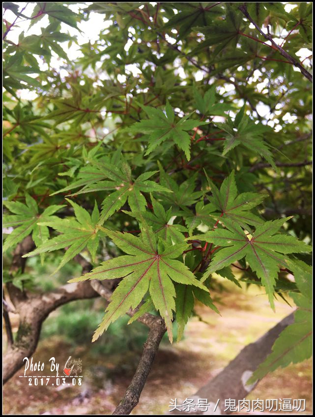 去日本的第一站,日本第一站飞大阪还是飞东京好
