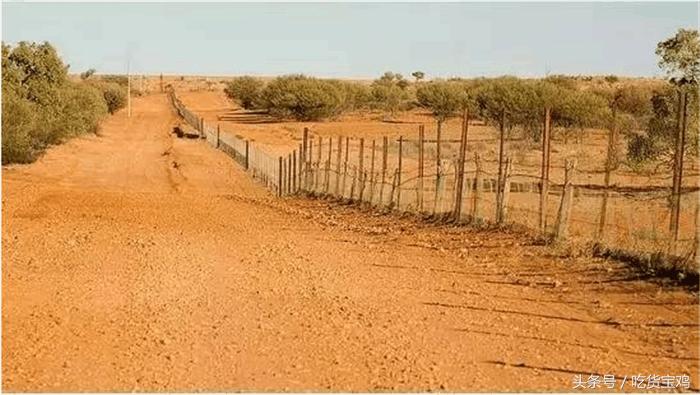 美味的兔子在澳洲成了祸害，澳大利亚人苦不堪言