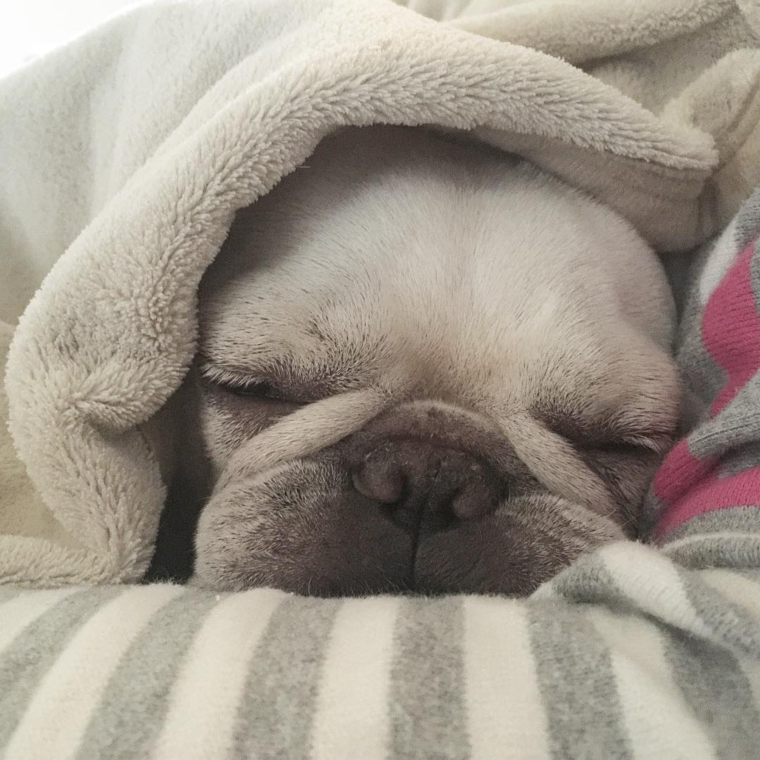 法国斗牛犬怎么护理皮肤,法国斗牛犬冬天要穿衣服吗