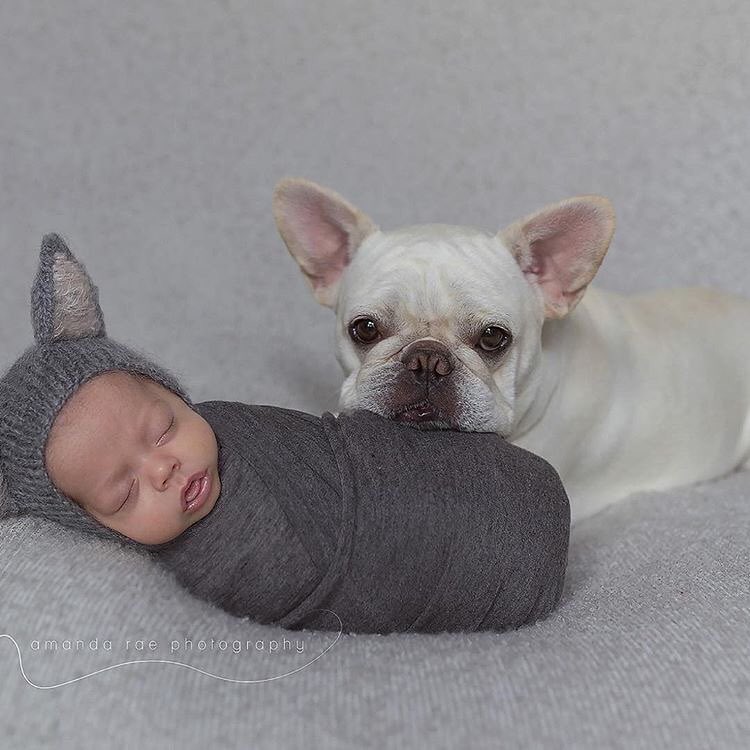 法国斗牛犬怎么护理皮肤,法国斗牛犬冬天要穿衣服吗