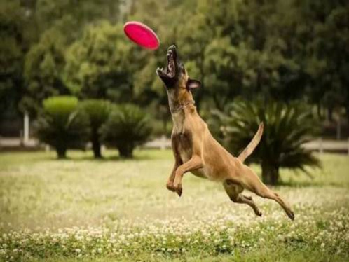 昆马犬幼犬该如何挑选,五十天马犬幼犬怎么挑选