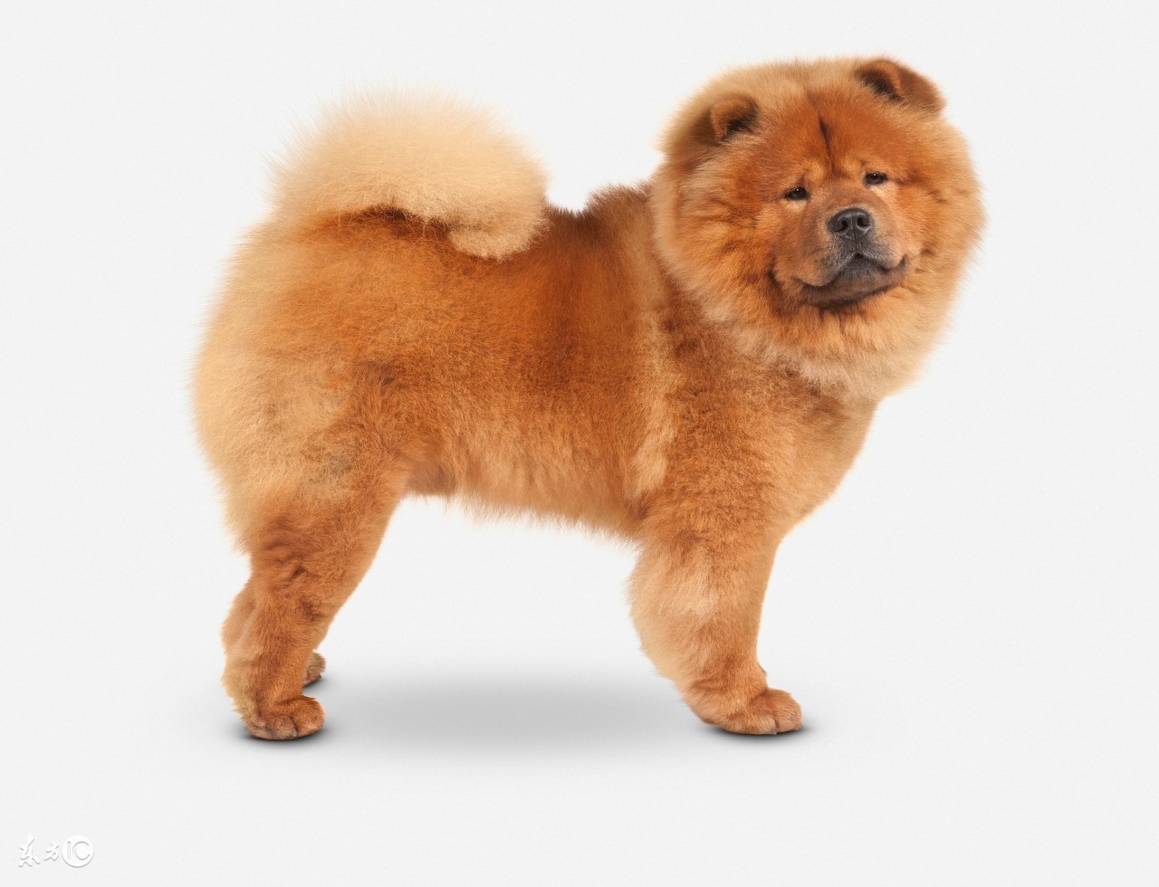 松狮犬属于什么类型的犬,松狮犬是什么类型的狗狗