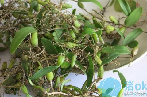 石橄榄炖猪舌头,石橄榄猪舌头汤的做法