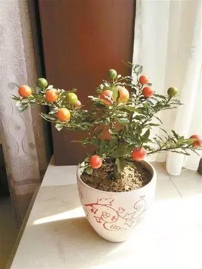 金弹子和珊瑚珠区别,金弹子和金豆是一个品种吗