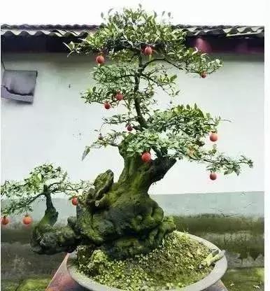 金弹子和珊瑚珠区别,金弹子和金豆是一个品种吗