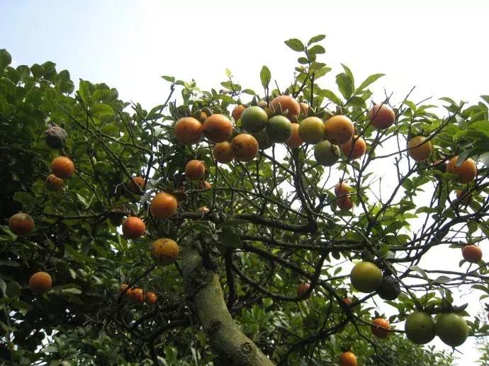 金弹子和珊瑚珠区别,金弹子和金豆是一个品种吗