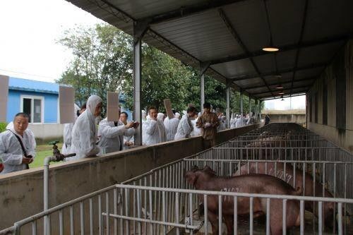 湖北一*猪种**拍出6.8万元——第十七届中国武汉*猪种**拍卖会硕果满枝