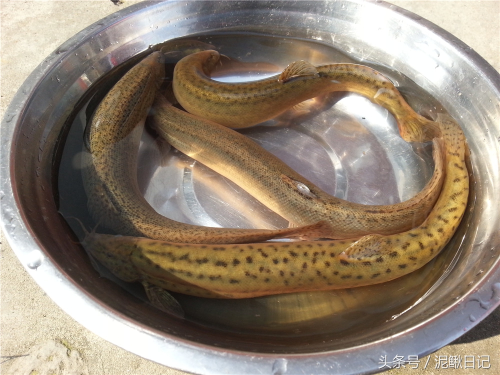 泥鳅养殖哪里好养,泥鳅养殖的十大陷阱
