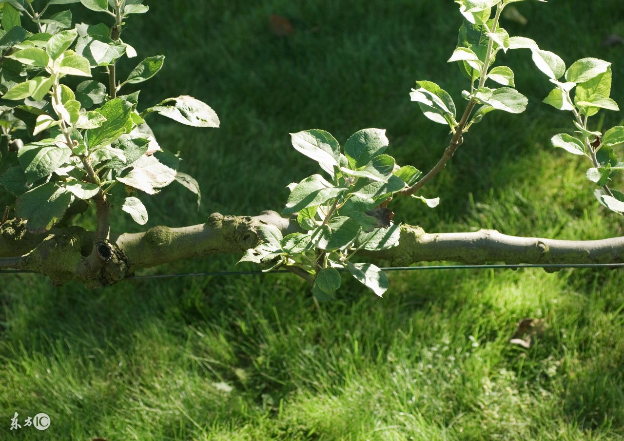 孩子假性近视怎么恢复视力,儿童视力假性近视怎么恢复