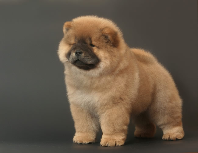 松狮犬属于什么类型的犬,松狮犬是什么类型的狗狗