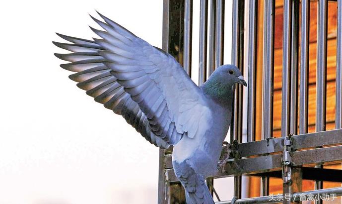 怎么提高鸽子的孵化率,怎样提高鸽子蛋孵化率