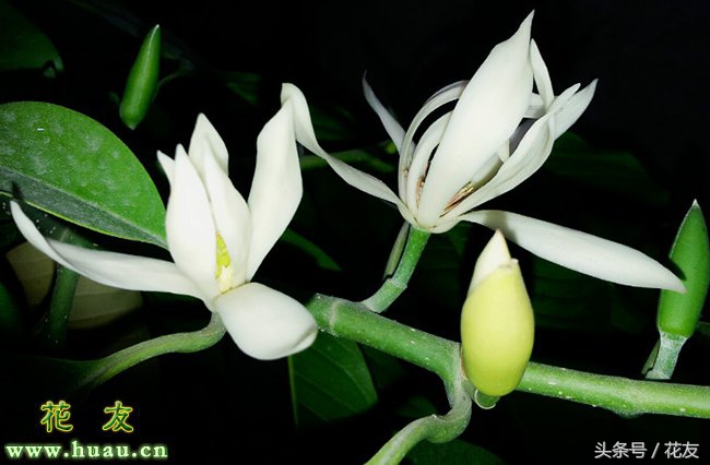 黄桷兰的种植方法和时间,黄桷兰几月种植最好