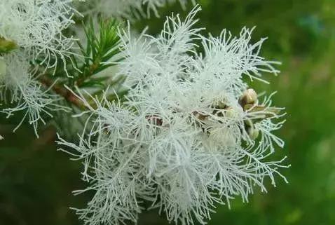 新车消毒用什么精油好 (玫瑰精油怎样用于房间消毒)