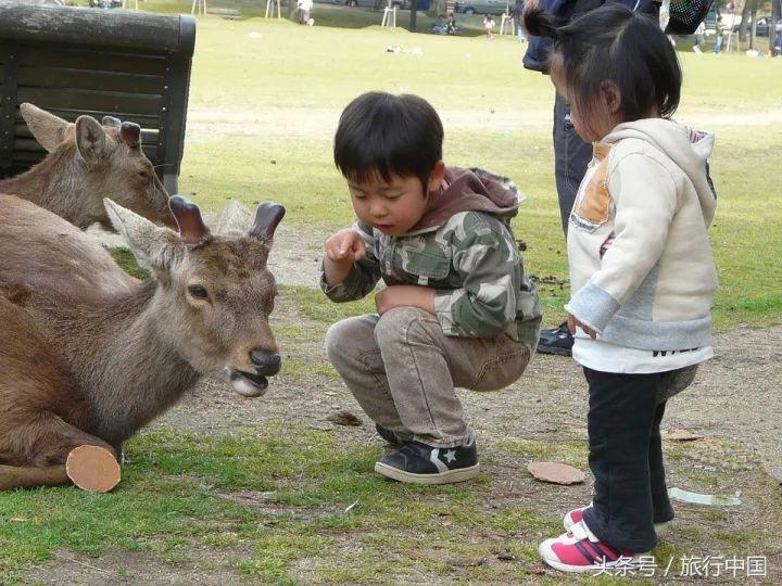 萌萌的日本奈良鹿,奈良鹿长什么样