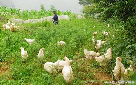 中医教你如何应对蛋鸡患病后产蛋减少