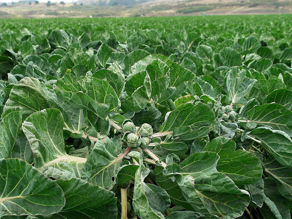 那么可爱想尝一尝