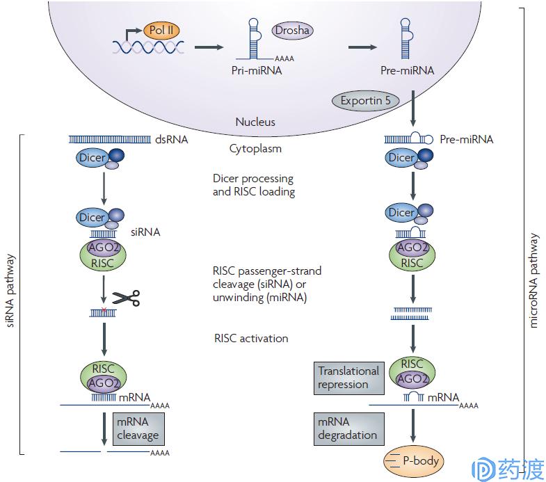 rna药物研发的公司,rna药物和蛋白药物