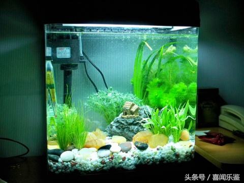 养鱼新手需要知道的一些事情,新手养鱼的10个忠告