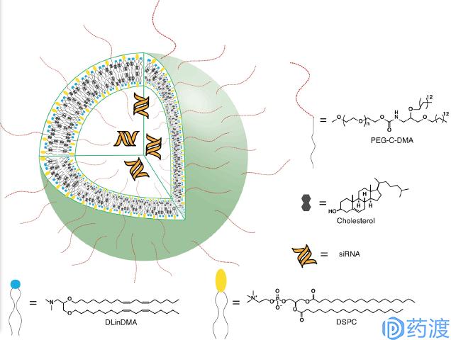 rna药物研发的公司,rna药物和蛋白药物