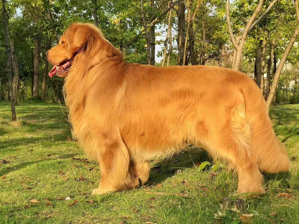 犬种百科之伯恩山犬,金毛寻回犬什么意思