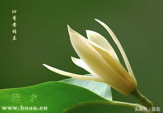 黄桷兰的种植方法和时间,黄桷兰几月种植最好