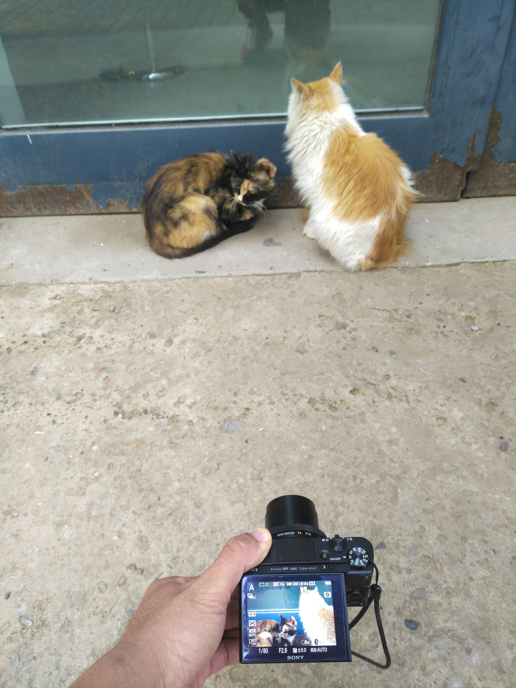 索尼黑卡rx100m4代与微单m6,索尼黑卡rx100和rx100m5