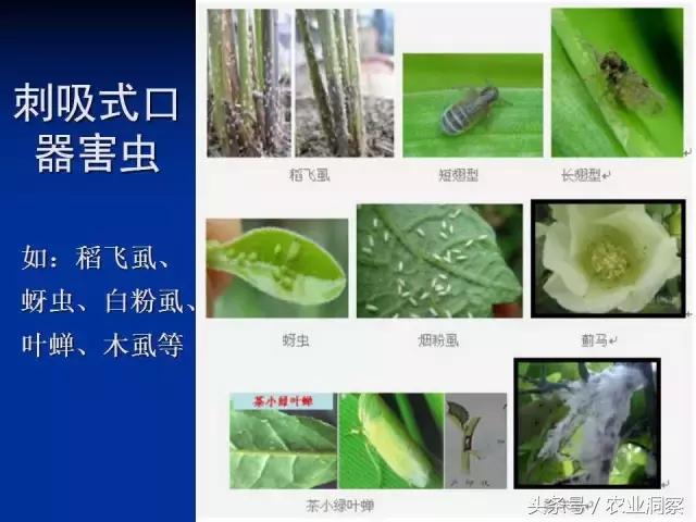 东北大田鳞翅目害虫有哪些,害虫科普小知识