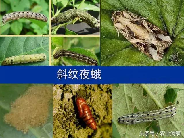 东北大田鳞翅目害虫有哪些,害虫科普小知识