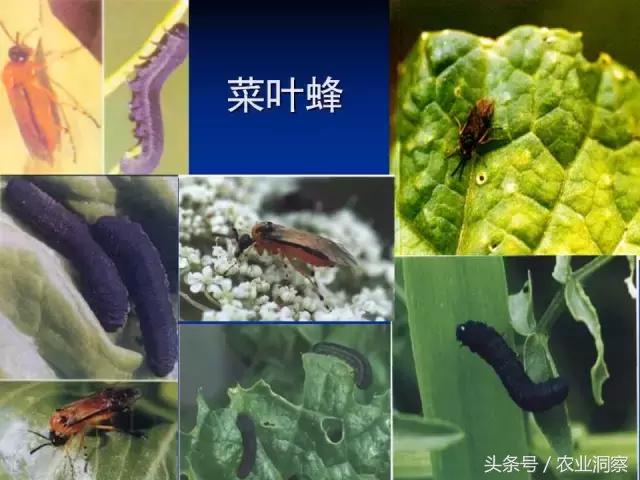 东北大田鳞翅目害虫有哪些,害虫科普小知识