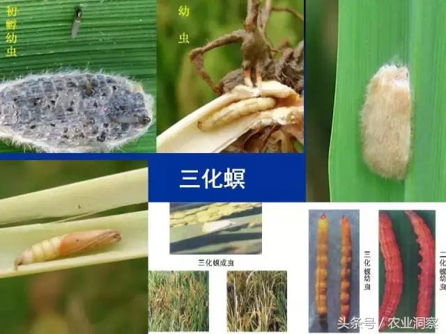 东北大田鳞翅目害虫有哪些,害虫科普小知识