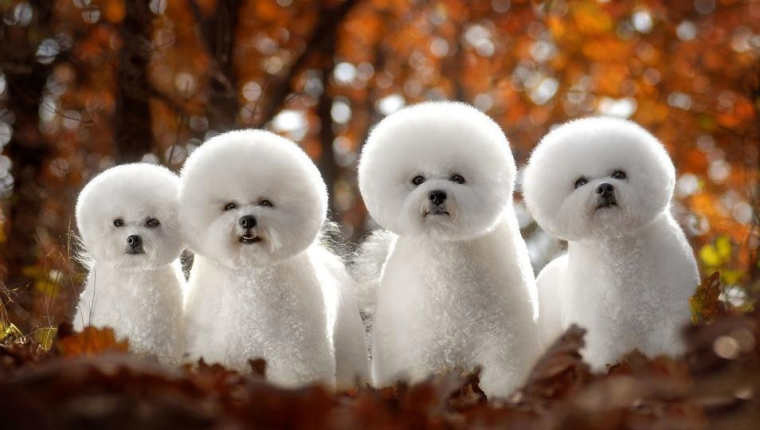 白白的毛茸茸的小狗狗,不得不爱的棉花糖比熊犬