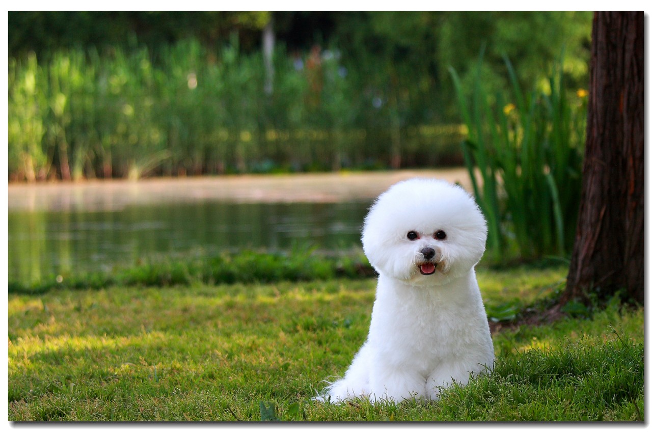 白白的毛茸茸的小狗狗,不得不爱的棉花糖比熊犬