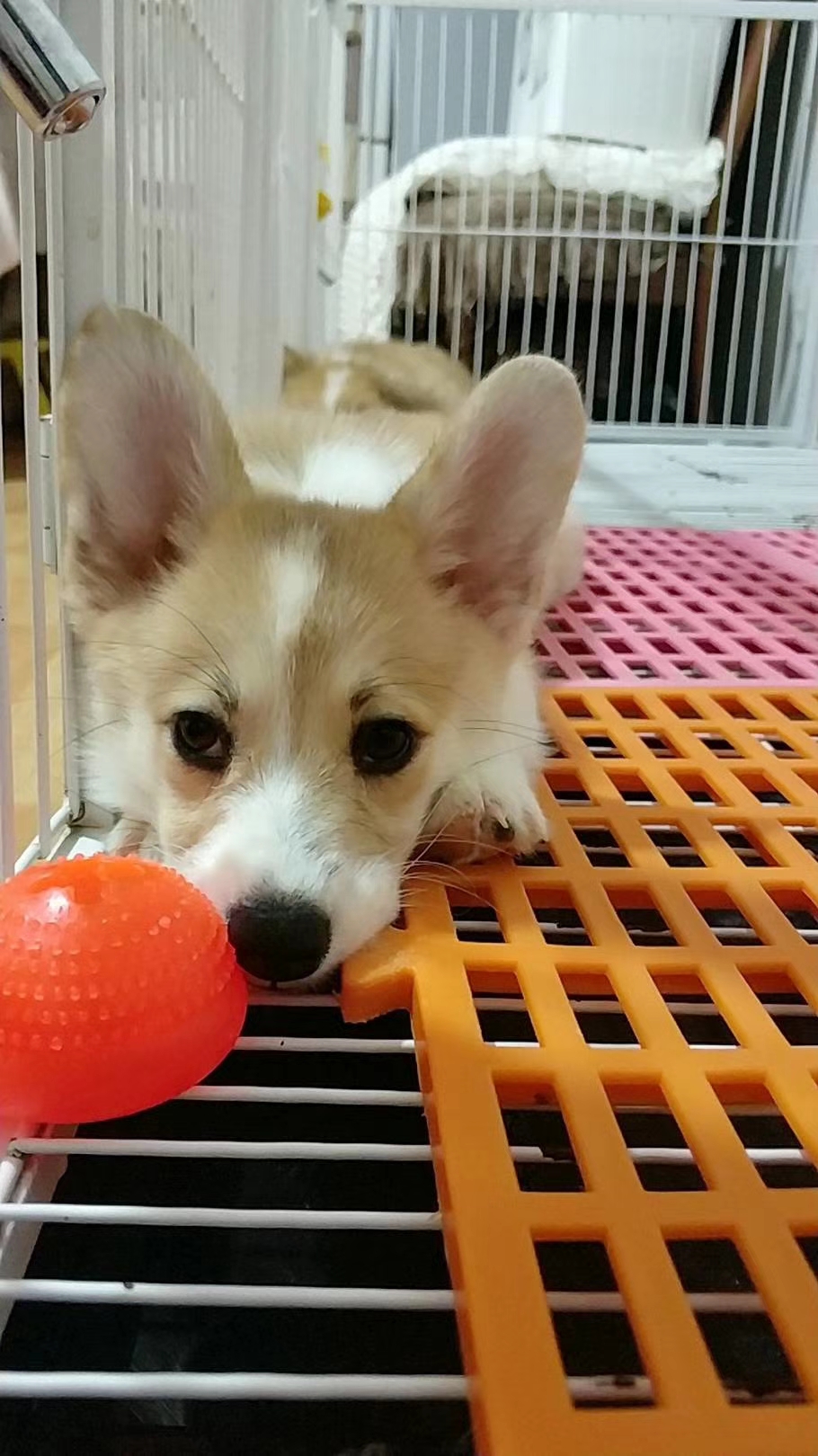 柯基犬怎么样美容养护,柯基犬晚上放哪睡