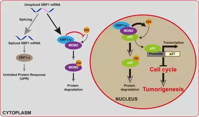 重庆研究出抗癌药物,重庆研发抗癌新药是治什么癌症