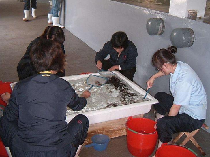 养什么鱼能赚钱又简单,适合懒人养的鱼赚钱