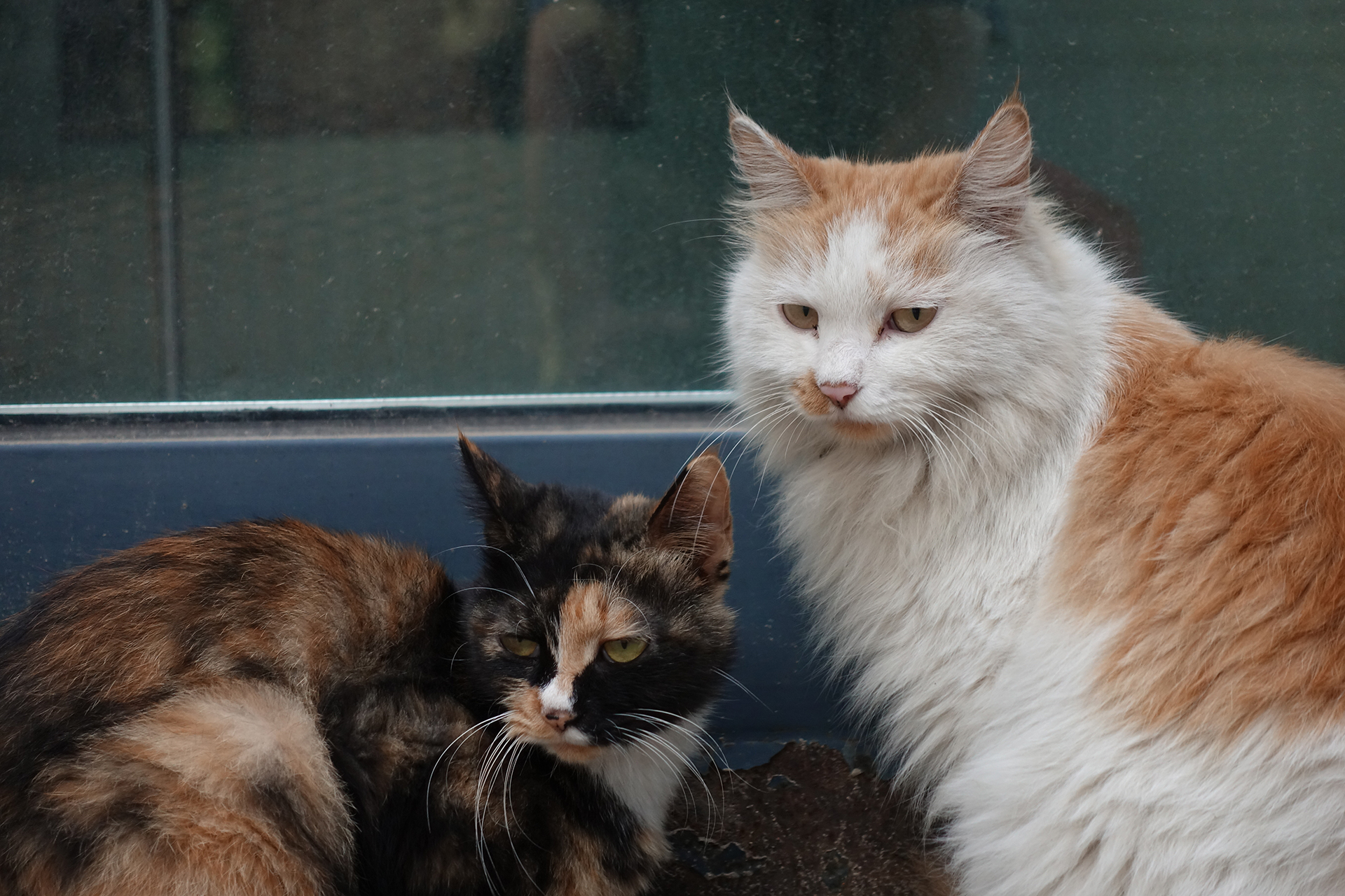 索尼黑卡rx100m4代与微单m6,索尼黑卡rx100和rx100m5