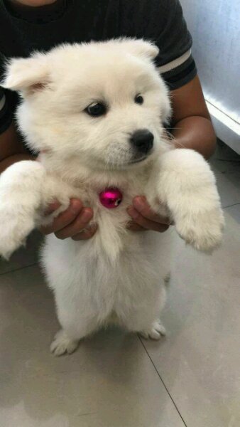 细小萨摩耶,萨摩耶细小怎么治疗最好