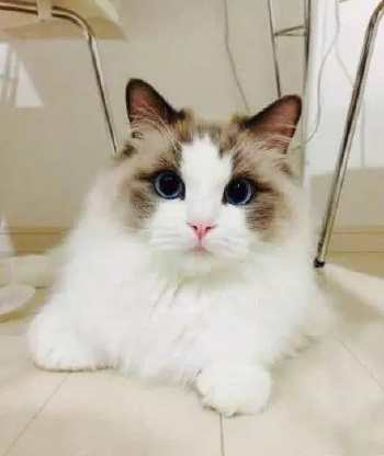 最适合养的十大猫咪,家养哪种猫咪最好养最乖