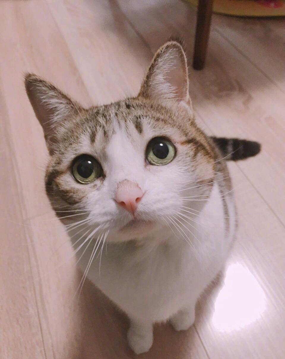 最适合养的十大猫咪,家养哪种猫咪最好养最乖