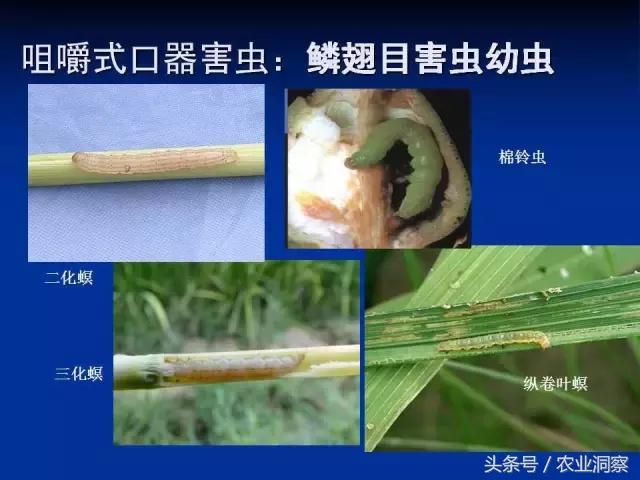 东北大田鳞翅目害虫有哪些,害虫科普小知识