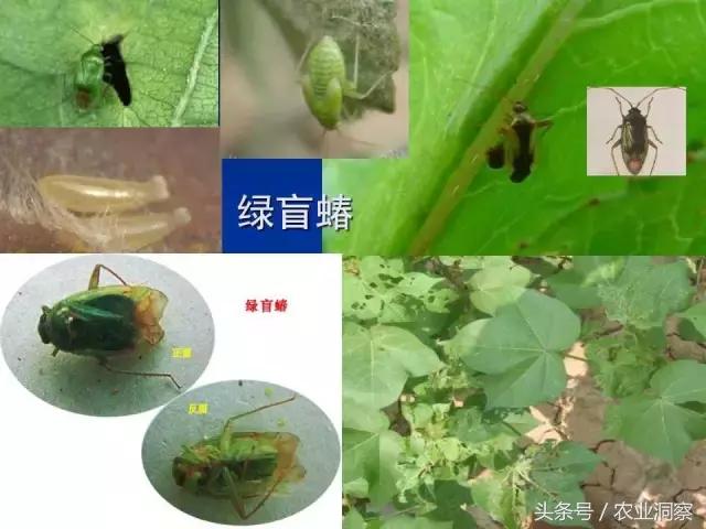 东北大田鳞翅目害虫有哪些,害虫科普小知识